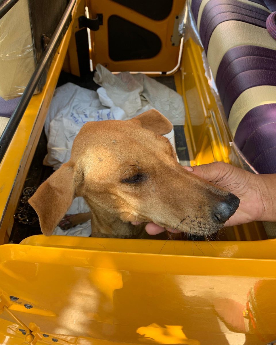 wheel_change's tweet photo. #rescuestory #1: 
This little angel Maya was found thrown in a ditch after a motorcycle accident.With both hind legs paralyzed,she was not able to walk.  Ms.@savithaarumugam found her and few of the kind neighbours fed Maya. We shifted her to a shelter with the help of Mr.Aravind https://t.co/spP4YheMU0
