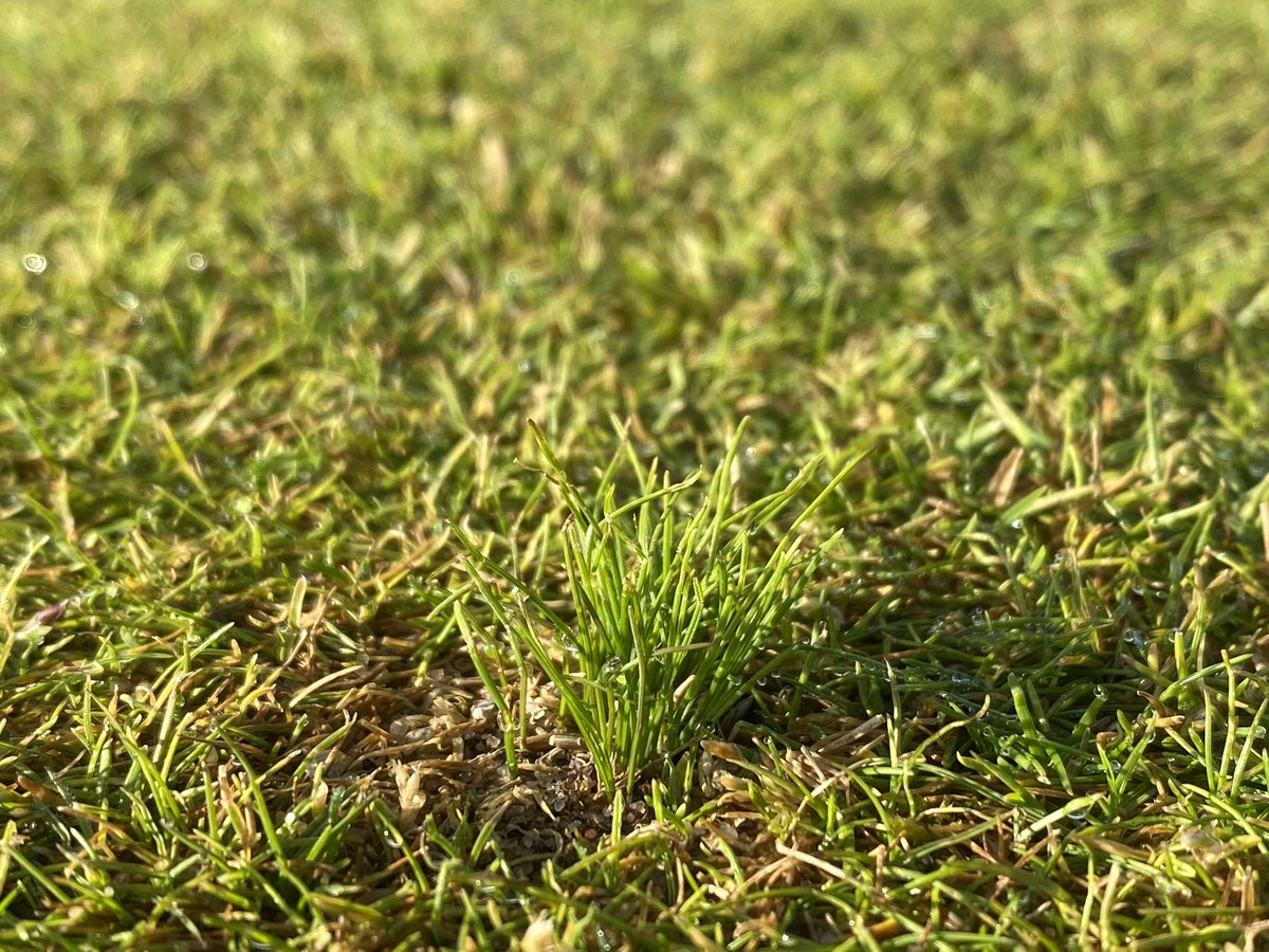 jon_methven's tweet image. This season we altered the way we repaired pitch marks at #Castlecourse. And the results have been excellent! @TheHomeofGolf @BarenbrugUK #fescue #recovery