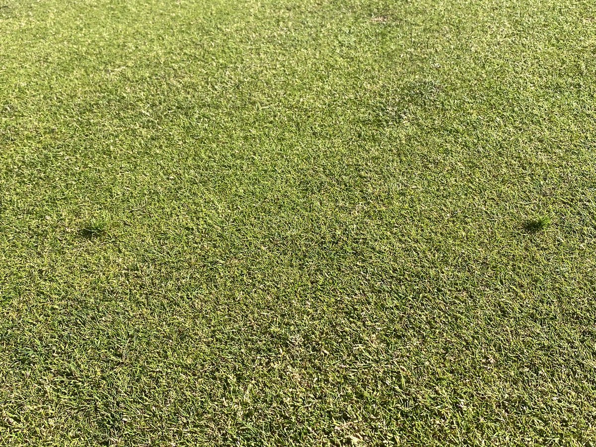 jon_methven's tweet image. This season we altered the way we repaired pitch marks at #Castlecourse. And the results have been excellent! @TheHomeofGolf @BarenbrugUK #fescue #recovery