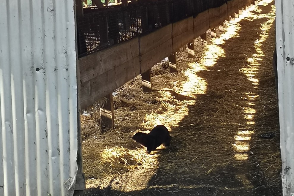 ruben_prz's tweet photo. PURINES, FUGAS Y ANIMALES CANIBALIZADOS 🦨
Es la investigación de @TuAbrigoSuVida_ sobre granjas de visón americano en #Galicia, a lo que hay que sumar ahora el riesgo de transmisión de #COVID19.
♻️Reconvertir estos lugares es la mejor opción para todo habitante del planeta. https://t.co/0LQdyqNPSt