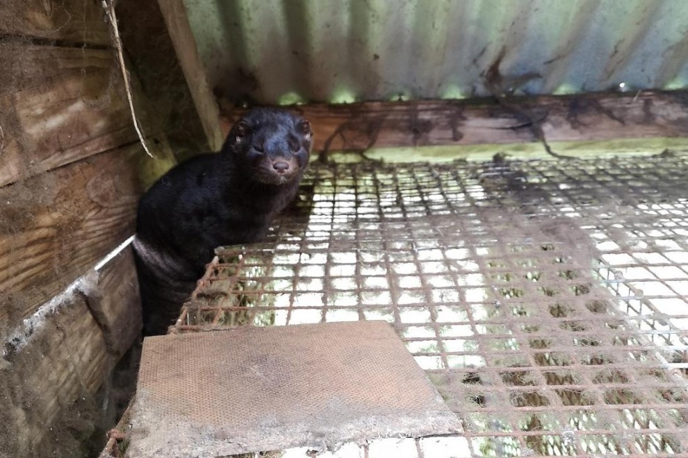 ruben_prz's tweet photo. PURINES, FUGAS Y ANIMALES CANIBALIZADOS 🦨
Es la investigación de @TuAbrigoSuVida_ sobre granjas de visón americano en #Galicia, a lo que hay que sumar ahora el riesgo de transmisión de #COVID19.
♻️Reconvertir estos lugares es la mejor opción para todo habitante del planeta. https://t.co/0LQdyqNPSt