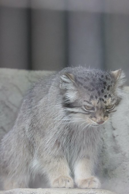 ニャロメさん の最近のツイート 4 Whotwi グラフィカルtwitter分析