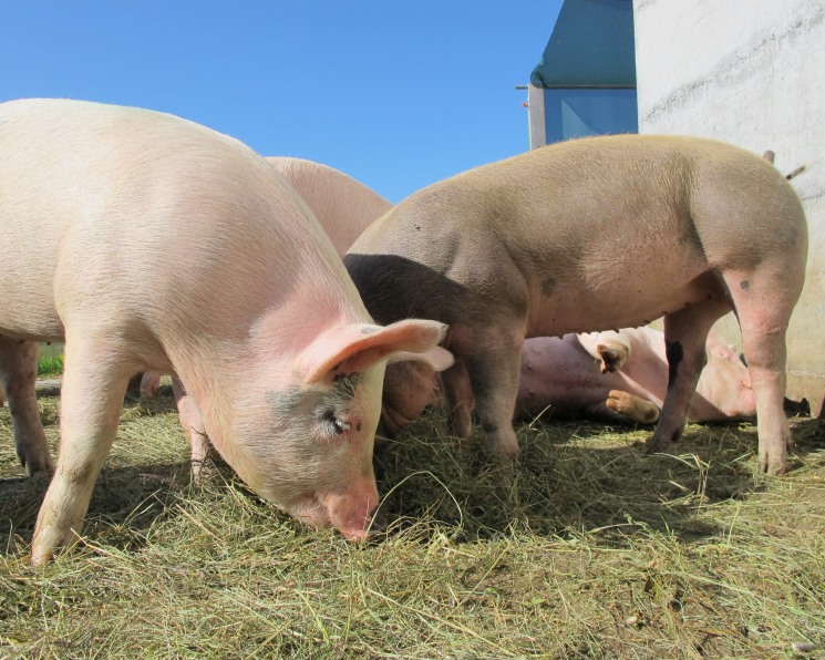 «Уральская мясная компания», входящая в группу «Таврос», запустила в Башкирии свинокомплекс плановой мощностью 60 тыс. свиней. Инвестиции в проект составят 1,6 млрд руб.

Подробнее: bit.ly/3h713gd