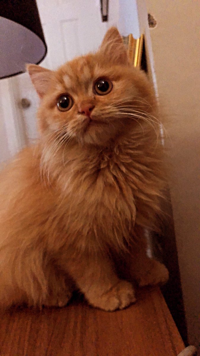 Zara Baloch tweet media