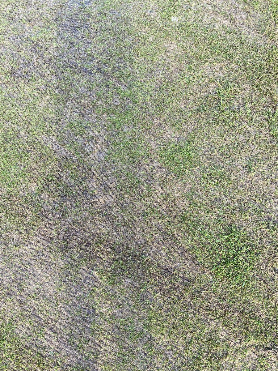 Redlibbets Greenstaff tweet media