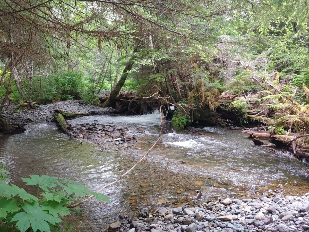 FishMcgillis's tweet photo. Visited Hoonah, Alaska (near Juneau) to check out large woody habitat additions and fish passage improvement opportunities on salmon and trout streams. Great restoration work in an amazing place  #fishhabitat #fishpassage2021 #USFS #USFWS #HIA https://t.co/qtBfqdrqcS