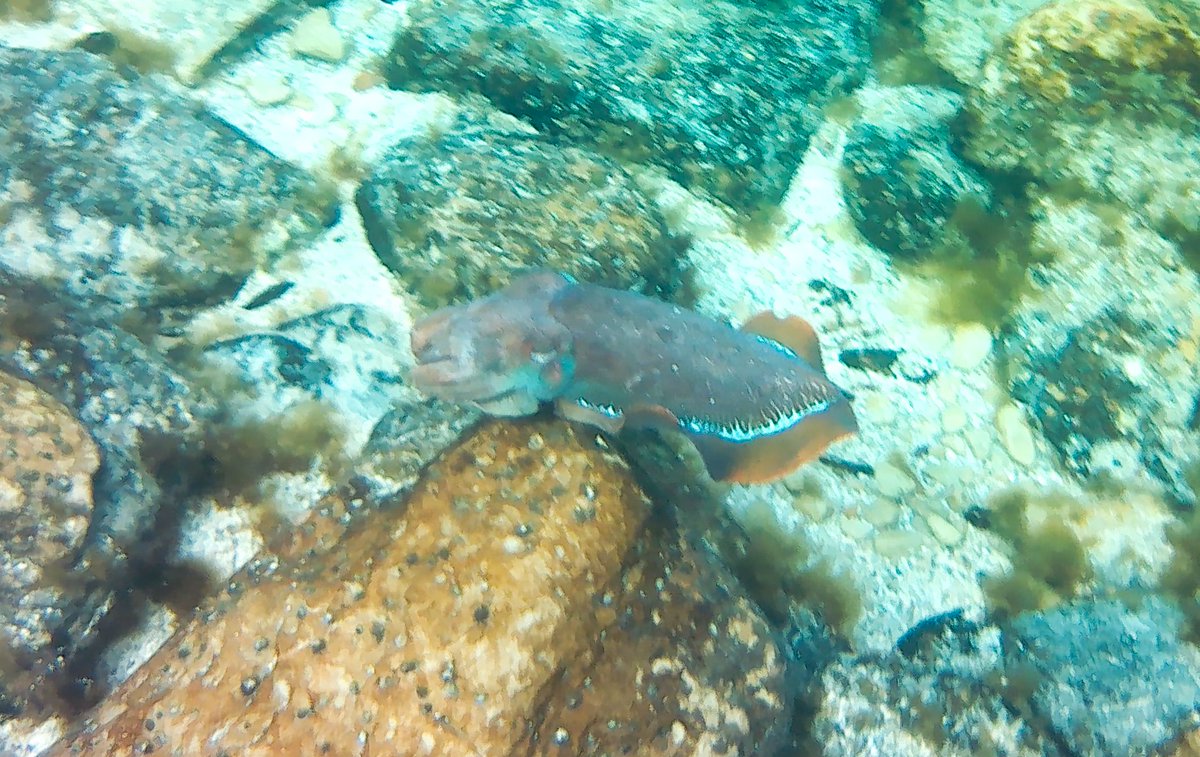 AlexLWallace's tweet photo. Amazing #giantcuttlefish near #whyalla https://t.co/z8DgzTzyQz