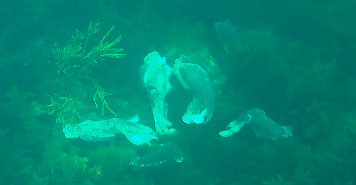 AlexLWallace's tweet photo. Amazing #giantcuttlefish near #whyalla https://t.co/z8DgzTzyQz