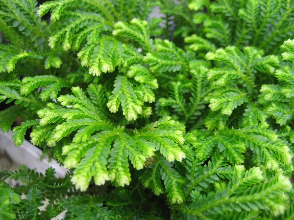 Selaginella spp. Ficha Técnica Y Cuidados Ficha Técnica conocesobre.com/todosobrejardi… #aceiteesencialdesiempreviva #aceiteesencialsiempreviva