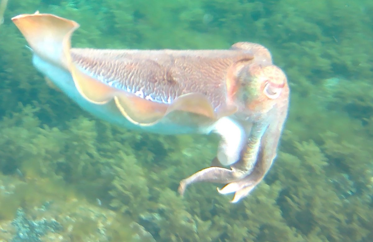 AlexLWallace's tweet photo. Amazing #giantcuttlefish near #whyalla https://t.co/z8DgzTzyQz