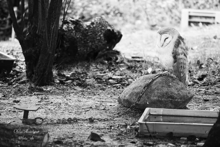 plataforma_NAC's tweet photo. #CADENAPERPETUA 
Lechuza (ave, rapaz nocturno)

✔️Zoológico: Faunia Madrid

✔️Situación y comportamiento en cautiverio: Diurnos, encadenados sin posibilidad de vuelo, sin posibilidad de movimiento u ocultamiento. 

#StopZoos #foto_ofe 

(Ofelia Alcántara)👉🏼https://t.co/AMFB8I8re1 https://t.co/ewRgbSJtKH