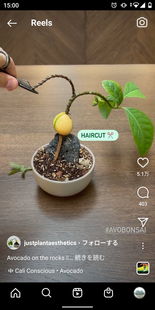 ট ইট র いさ インスタで海外の方がやってたアボカド盆栽 まんまるの種を岩に乗せて仕立ててるんです めちゃくちゃいい アボカド や多肉を盆栽に仕立てるのいいな Bonsaiという言葉が使われてるし もう素晴らしいです 語彙力低下中 Avobonsai