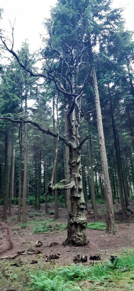 ogeerunner's tweet photo. Great run with the @Headtorchruns guys last night. One of those runs where it just could've lasted forever, shame it was only 10.5miles. Came across this magnificent looking tree. 1000 internet points if you can tell what film it was in? #UKrunchat #DogJoggers #OldCodgersClub https://t.co/nrIrDoKA4i