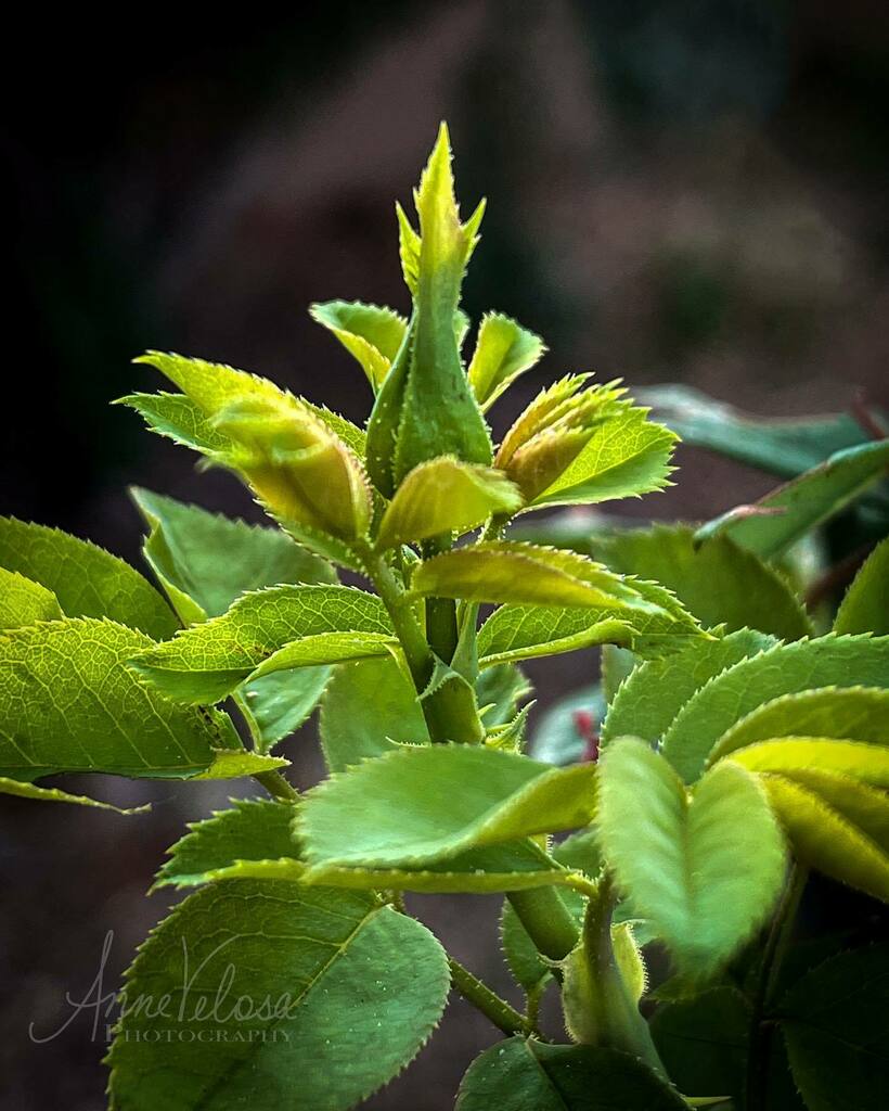 Rosebud. No, not from the movie.
.
.
.
#thankful #rose #roses #roses🌹 #rosebud #flowers #mrlincolnrose #flowersofinstagram #mothernature #mothernaturerocks #mothernaturesbeauty #flowersandmacro #macroandflowers #macroandflora #citizencanereference