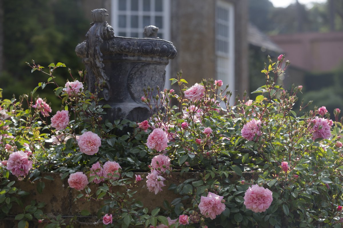 A climbing rose bush spills over a low garden wall, the blooms surrounding an urn. The flowers are a blush pink colour and are in full bloom. 