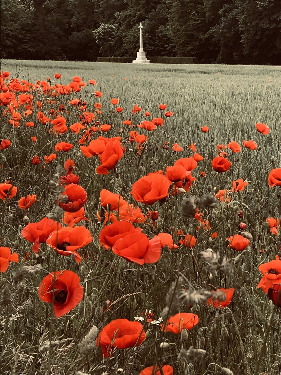 WW1_Education's tweet photo. Poppies growing in no mans land close to the @CWGC Cross of Sacrifice at Connaught Cemetery on the edge of Thiepval Wood. Remembering 19,240 British soldiers who were killed on the opening day of the Battle of the Somme on 1 July 1916 #OTD https://t.co/eTZdopvWQg