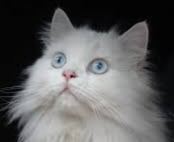 HungaroTech tweet media