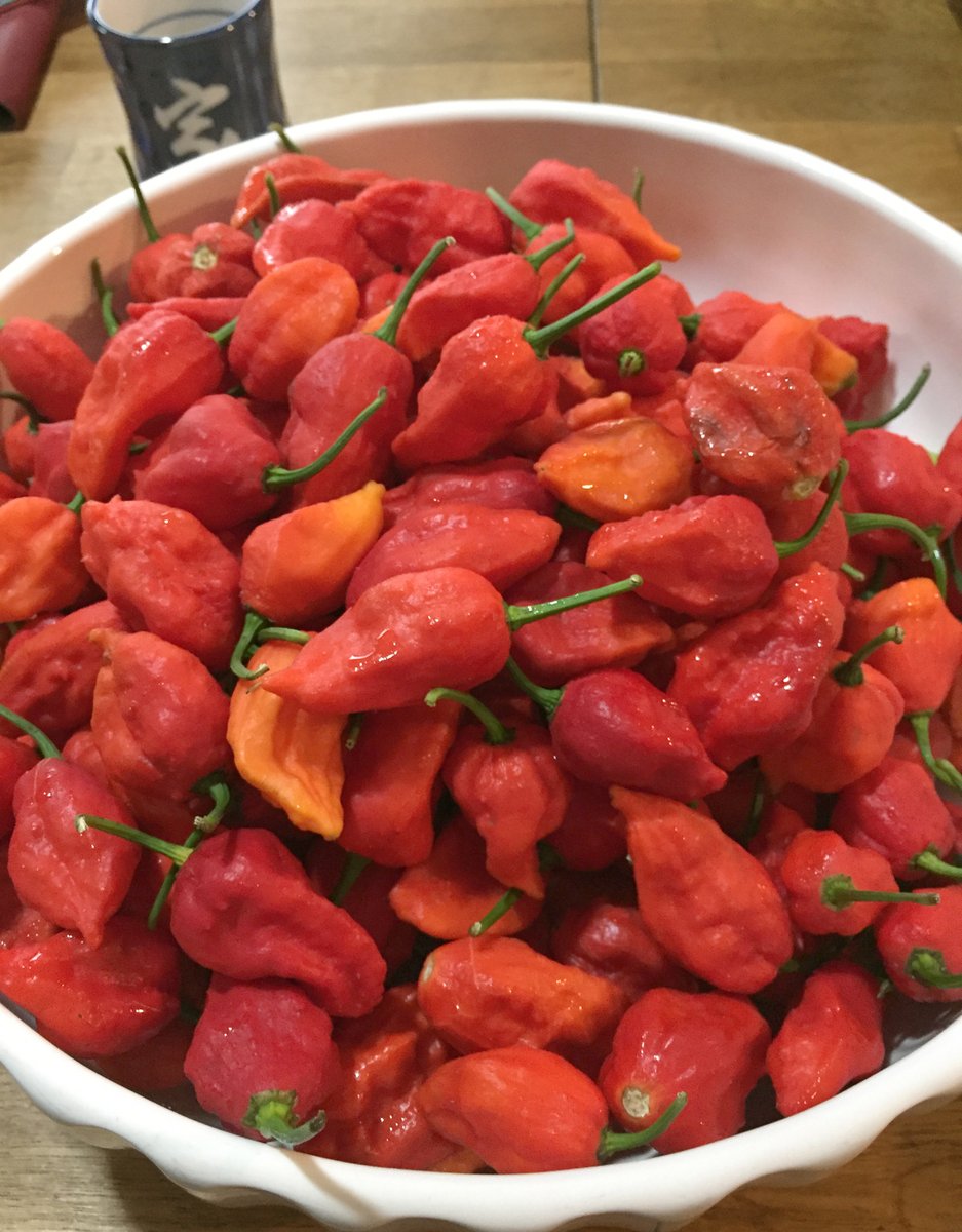 ThatDaengSauce's tweet photo. Will be smokin' these bad boys on the grill tomorrow. π
#ghost #ghostchilies #thailand #thaigrown #localproduce #thatdaengsauce #hotsauce #spicy #ferment #fermented #nextbatch #30dayferment https://t.co/Fd8rgERfs6
