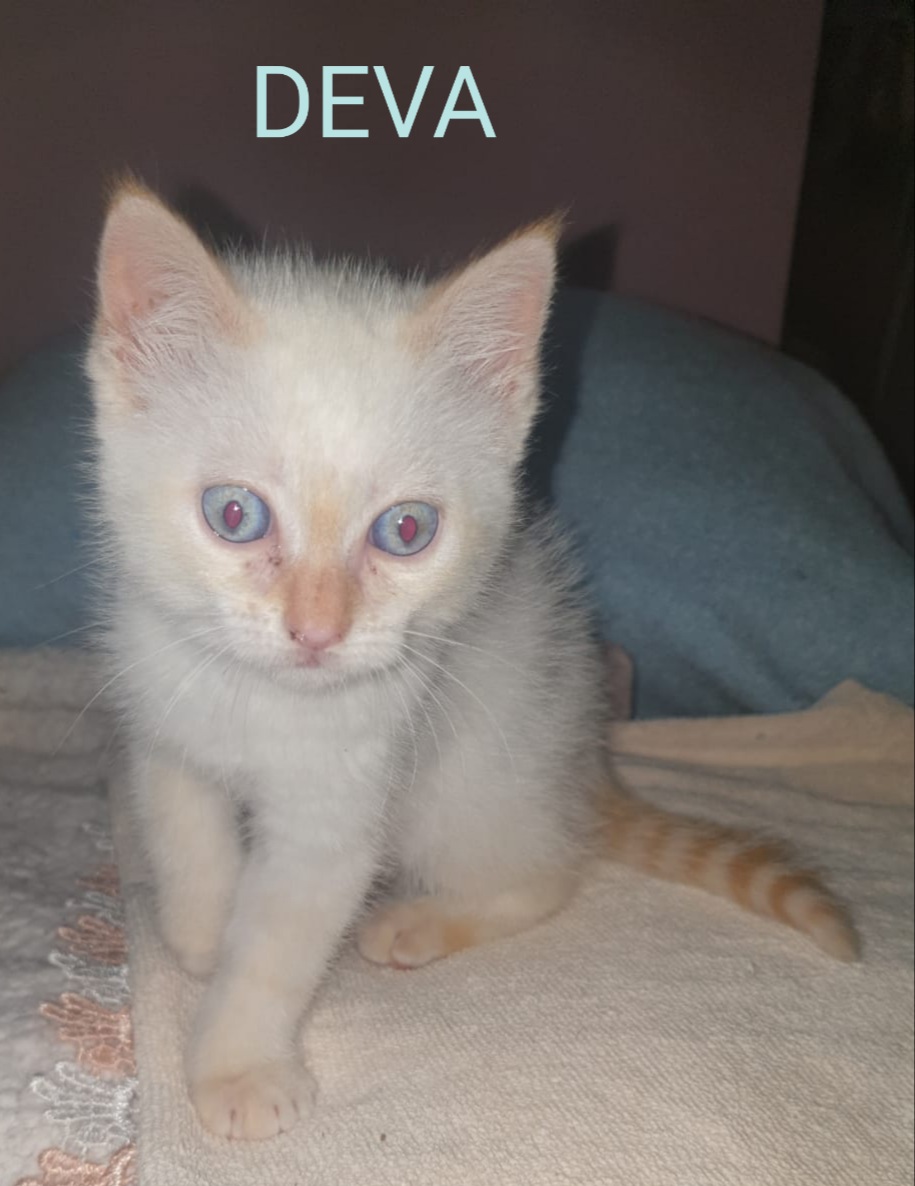 SOS Felinos Madrid tweet media