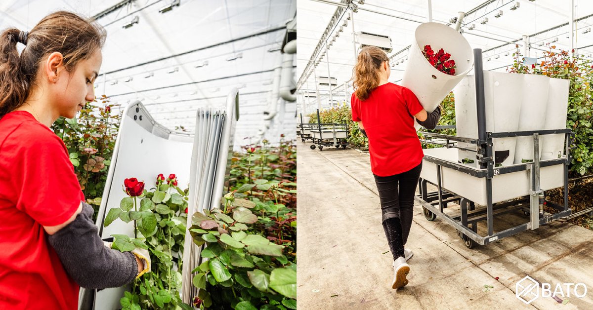 Bato Plastics (@batoplastics) on Twitter photo The Bato Rose Sheet 🌹 is a unique tool that helps with the internal transport of roses. Together with <a href="/PortaNovaRoses/">Porta Nova</a> we developed this customer specific rose sheet. Can we also help you with our plastic #horticulture #floriculture solutions? 🙋♂️bit.ly/3hlWBJB The Bato Rose Sheet 🌹 is a unique tool that helps with the internal transport of roses. Together with <a href="/PortaNovaRoses/">Porta Nova</a> we developed this customer specific rose sheet. Can we also help you with our plastic #horticulture #floriculture solutions? 🙋♂️bit.ly/3hlWBJB