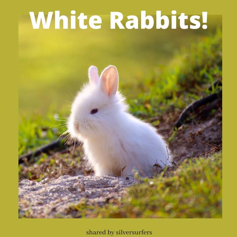 White Rabbits 🐇 🐇🐇 

#whiterabbits ##firstofthemonth #July #over50 #over50andfabulous #silversurfers50