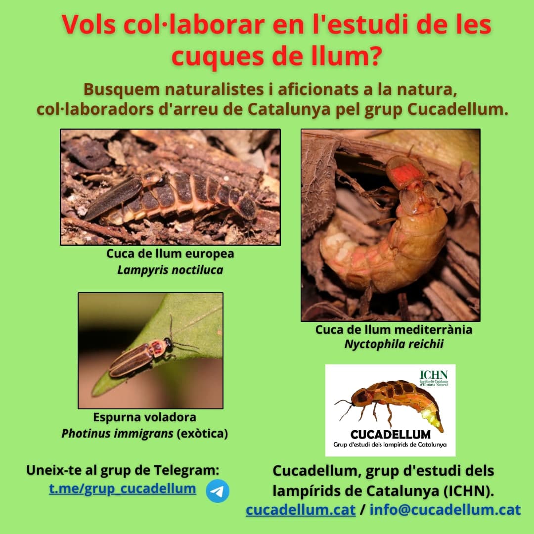 Busquem col·laboradors d'arreu de Catalunya que vulguin fer observacions de cuques de llum o lluernes per aquest cap de setmana, 3 i 4 de juliol, i també durant l'estiu per conèixer millor la distribució i fenologia de les diferents espècies.
cucadellum.cat/com-participar/