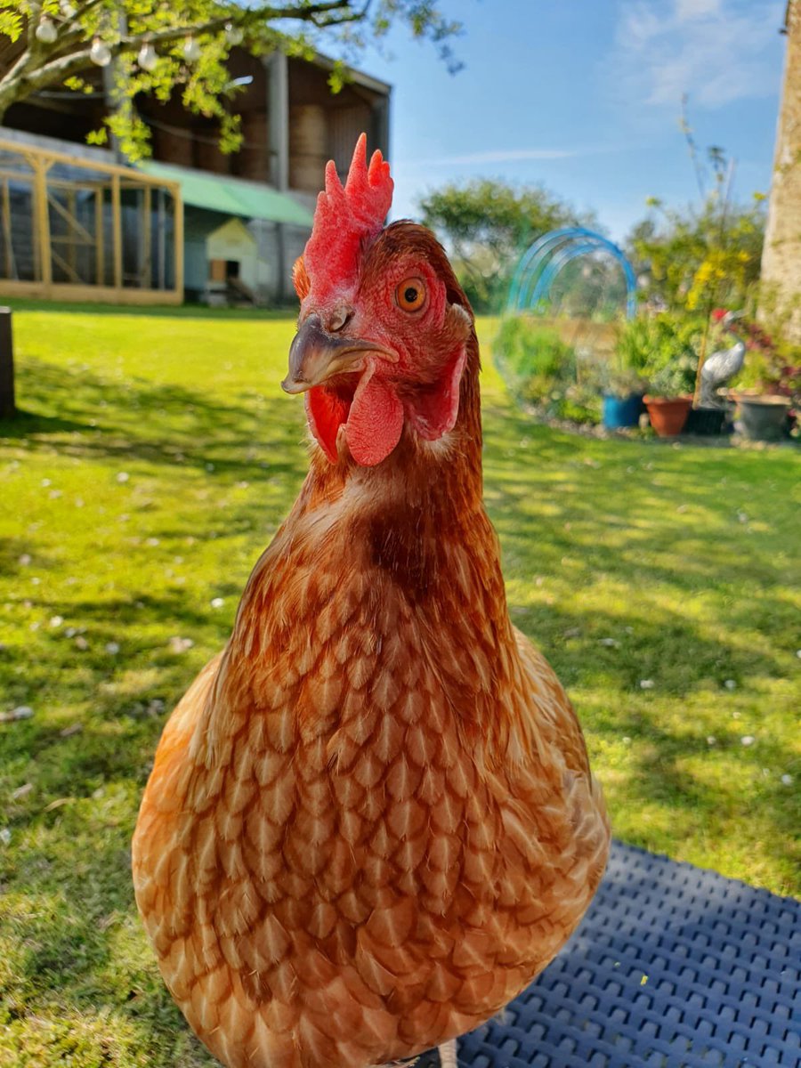 Tracey_Barter's tweet photo. I’m thankful for every minute I get to spend outdoors at home, to start the day sat on a wall with my coffee watching the chickens. We’re so incredibly fortunate to have such a beautiful outdoor space. Loving the simple moments in life! @HelenWilding78 #feelinggrateful #thankful https://t.co/s55dEihM8V