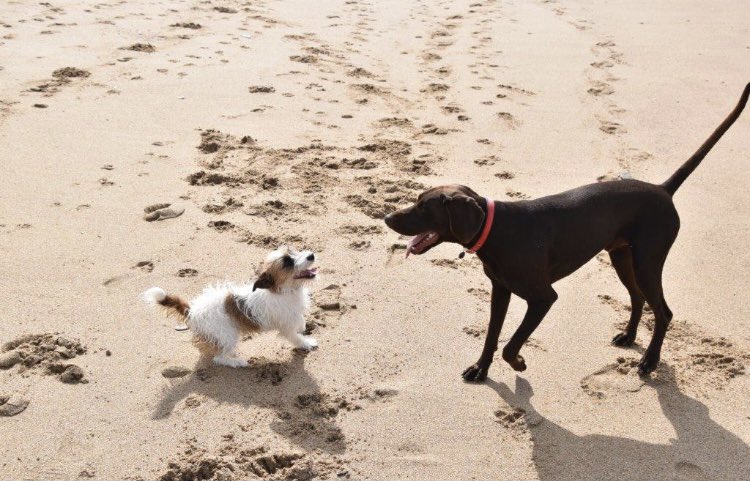 jharveyberrick's tweet image. “Wanna play? Let’s go!” 🐾

Winnie with her buddy Bowie

#jackrussell #germanpointer #dogsofinstagram #doglover #dogmum #authorjaneharveyberrick