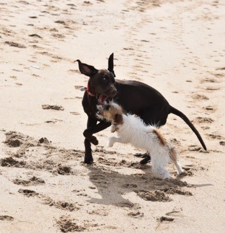 jharveyberrick's tweet image. “Wanna play? Let’s go!” 🐾

Winnie with her buddy Bowie

#jackrussell #germanpointer #dogsofinstagram #doglover #dogmum #authorjaneharveyberrick
