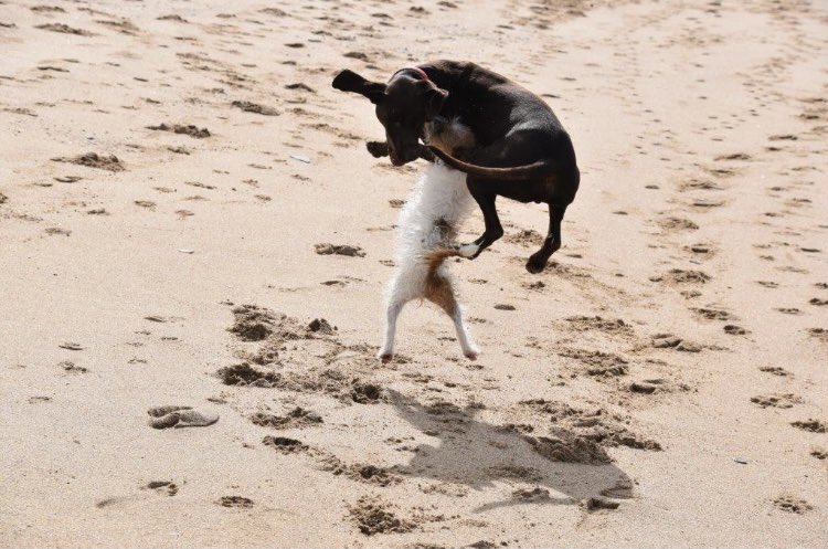 jharveyberrick's tweet image. “Wanna play? Let’s go!” 🐾

Winnie with her buddy Bowie

#jackrussell #germanpointer #dogsofinstagram #doglover #dogmum #authorjaneharveyberrick