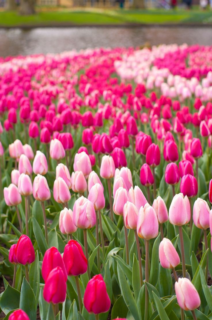 R_Ahmed32's tweet photo. Have a peaceful day. 
#nature #NaturePhotography https://t.co/saqH28TpaQ