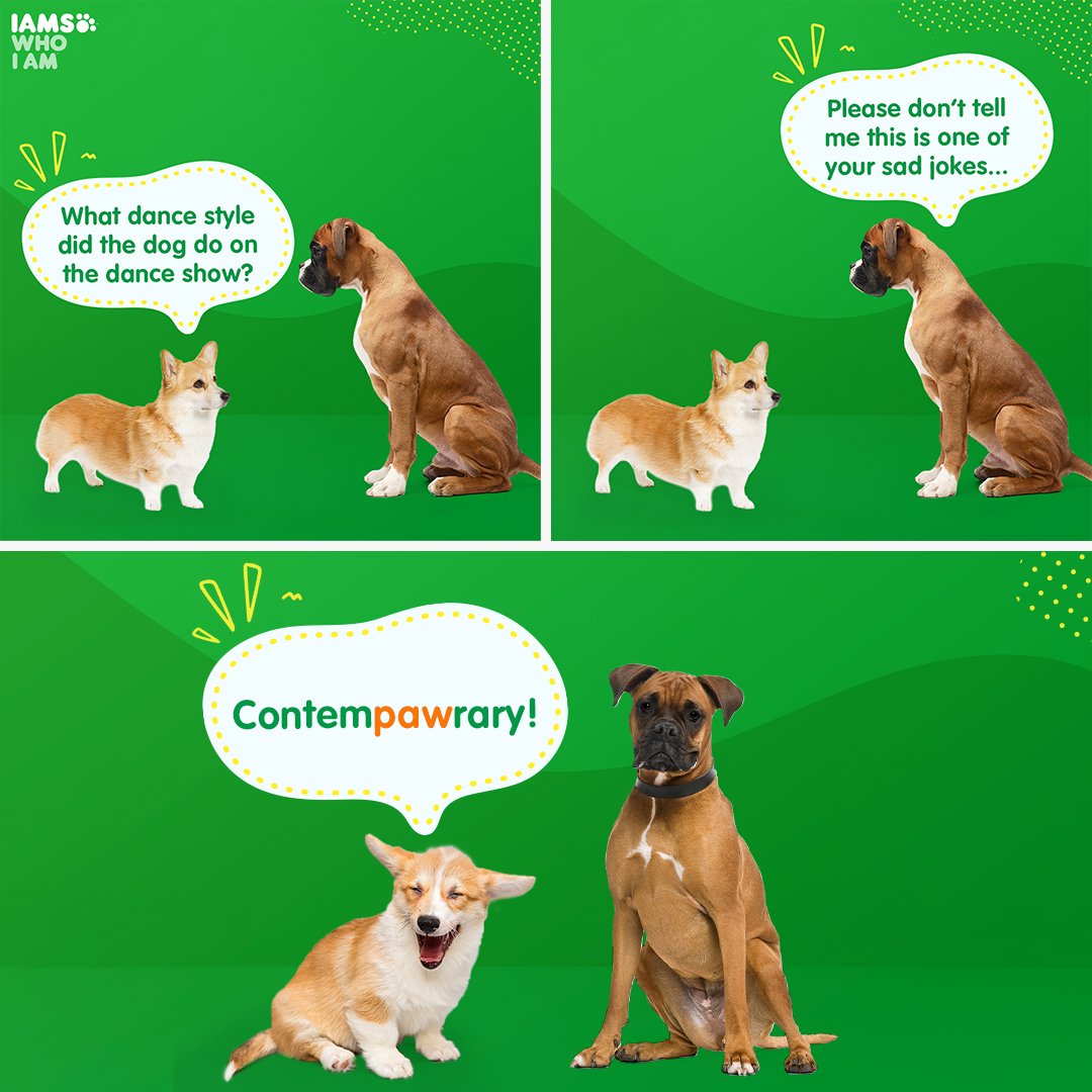 IndiaIams's tweet photo. Is it weird if we think itโs funny? ๐
Happy #JokeDay to you and your WOW dogs.
#IAMS #IAMSWhoIAm #TailoredNutrition #UniqueBest #Memes #Love #MemesDaily #Jokes #FunnyDog #FunnyDogs #DogFood #DogHealth #Doggo #Dog #DogLovers #DogLife #DogLover #HealthyDog https://t.co/Rgv72syOL0