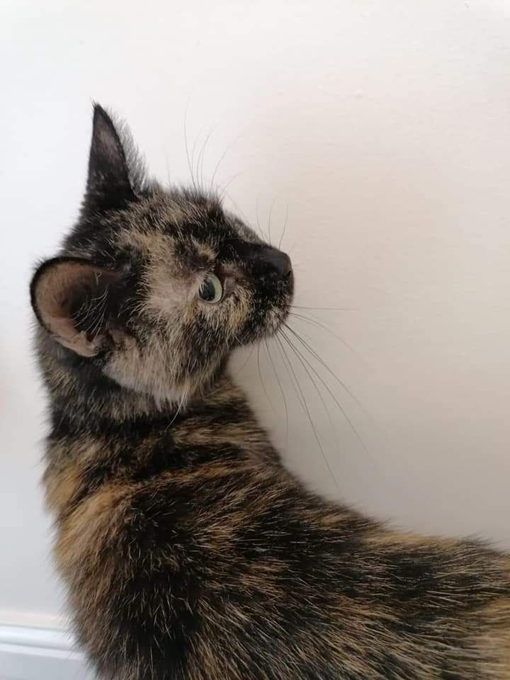ShropsCatRescue's tweet photo. #ThursdayThoughts ~ last week's visit to #QuarryVets ~ was Cyril, neighbours, who wasn't too happy, Free Ranger Maya, for a demat as she doesn't like to be combed. Newbie Daisy for a checkup before going to the Village & kittens ~ see link for more info
https://t.co/GE9aOjSAeR https://t.co/OtUyYh8z1i