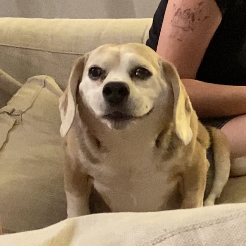 Why does my fucking dog look like this