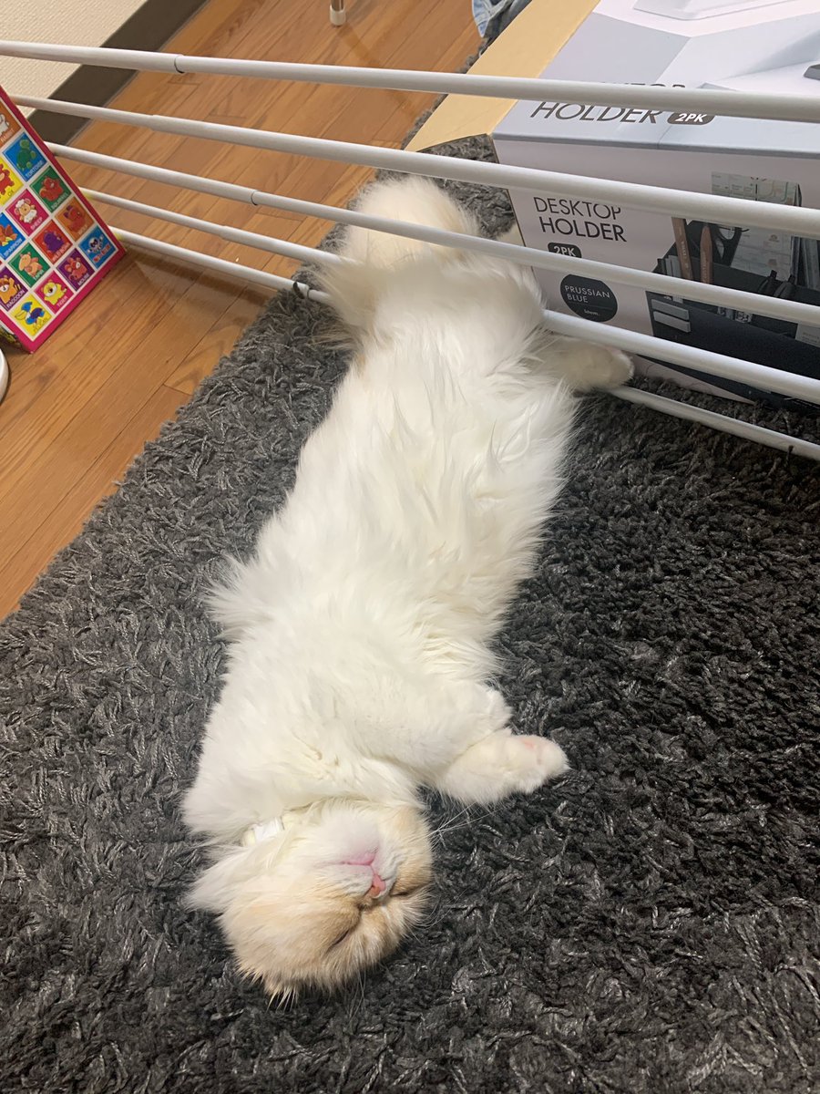 Top Tweets For 猫吸い Instalker