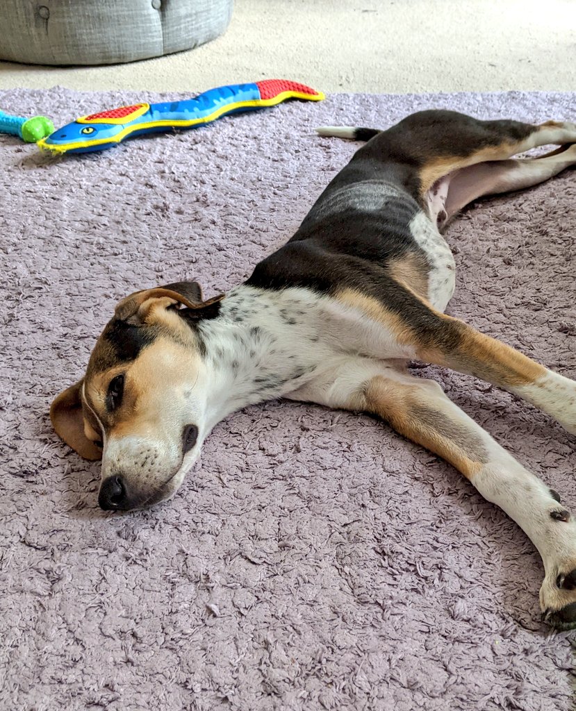 Absolutely pooped after my morning walk! #dogsoftwitter #puppy #doglife #Naptime