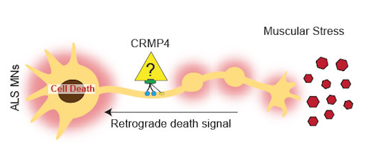 embojournal's tweet image. #Retrograde #dynein-dependent transport of #ALS-associated #CRMP4 from axon to soma cause selective loss of #motoneurons in diverse patient-/mouse-derived cellular models of Amyotrophic Lateral Sclerosis
@LabPerlson @TelAvivUni and collaborators
embopress.org/doi/10.15252/e…