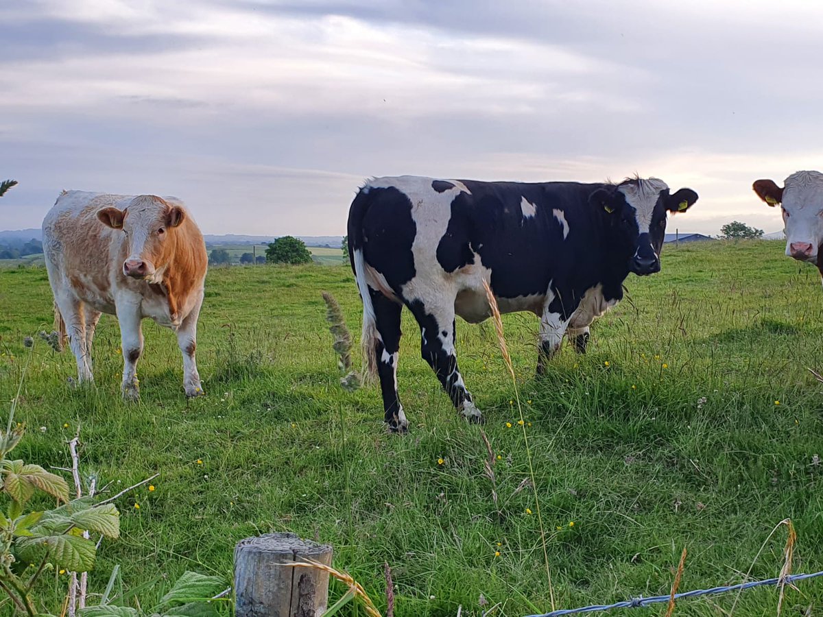 aurivo's tweet photo. Breeding Heifers for todays Special Sale
Viewing from 10.15...Sale @ 11
Online bidding available by downloading the LSL app and registering with the mart office on 071 9193364
 @irebeefproducer @prostargenetics @progressivegen @farmersjournal @Sligo_Sucklers @AurivoFarmProf https://t.co/CBW9FiOTAt