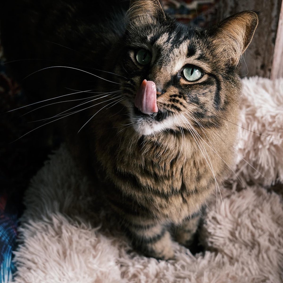 Started watching <a href="/adogforlifetv/">adogforlifetv</a> last night and I am hooked! It’s not just another dog show. This show shows the extraordinary and tangible bond between humans and their rescue dog. Though I am a cat-mom, both my babies are rescued. #IcanRealate #hillsdogforlife @hillspetfoodsa