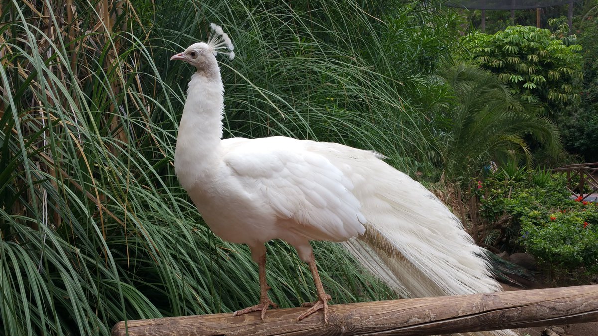 HungaroTech tweet media