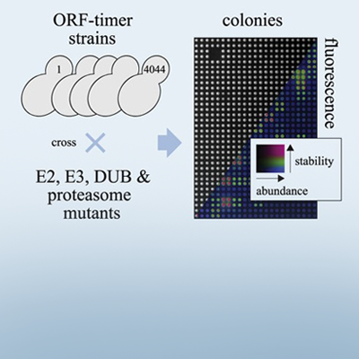 New paper from the Khmelinskii Lab in <a href="/MolecularCell/">Molecular Cell</a>!  
Read here 📰sciencedirect.com/science/articl…

And find our press release here
➡️ imb.de/about-imb/news…