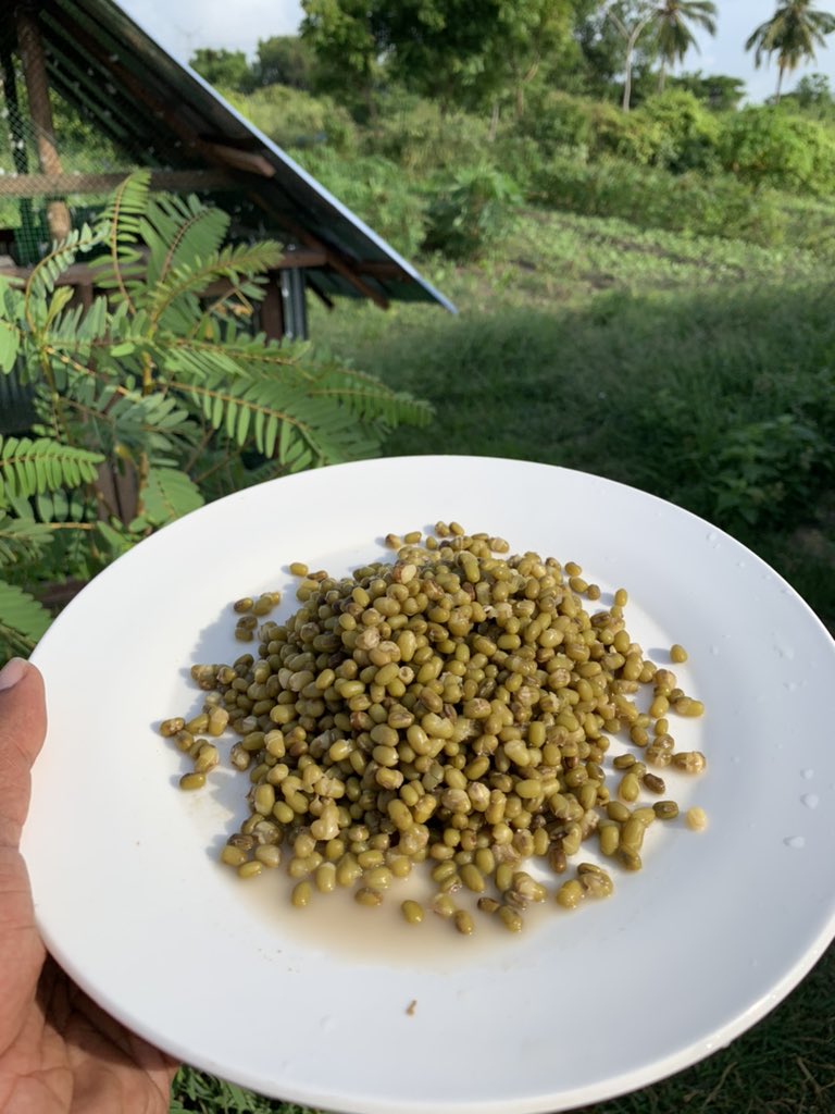 FreshWayAgro's tweet photo. That priceless moment. 

#Breakfast #Organic #farminglife #greengram #healthylifestyle #fresway #chemicalfree https://t.co/YDOG0u2vEK
