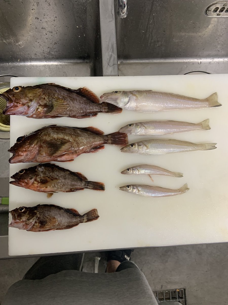 aacm3361's tweet image. サーフで楽しんだ後に堤防でジグヘッドに青虫付けて虫ヘッド！
良型ガシラとキスがほどほどに！
バス釣りよりポイントエントリーが楽でええわ