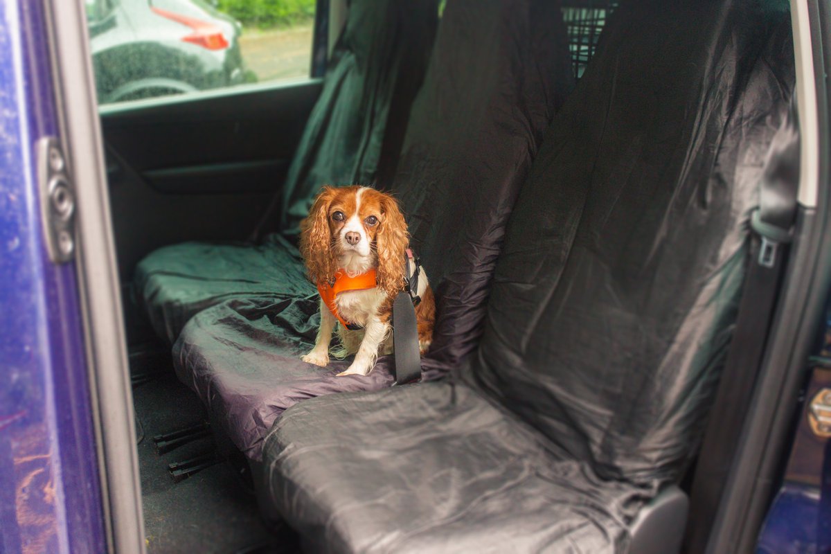 Pets2Placesltd's tweet photo. Did you know it first became law to wear a seat belt in a car in 1983 (front seats)
But not until 1991 for all passengers?
That's 8 years for further education on just how dangerous it was for back seat passengers to not be wearing a seat belt!!
#pettravelsafetyday https://t.co/7gZDLlMaO0
