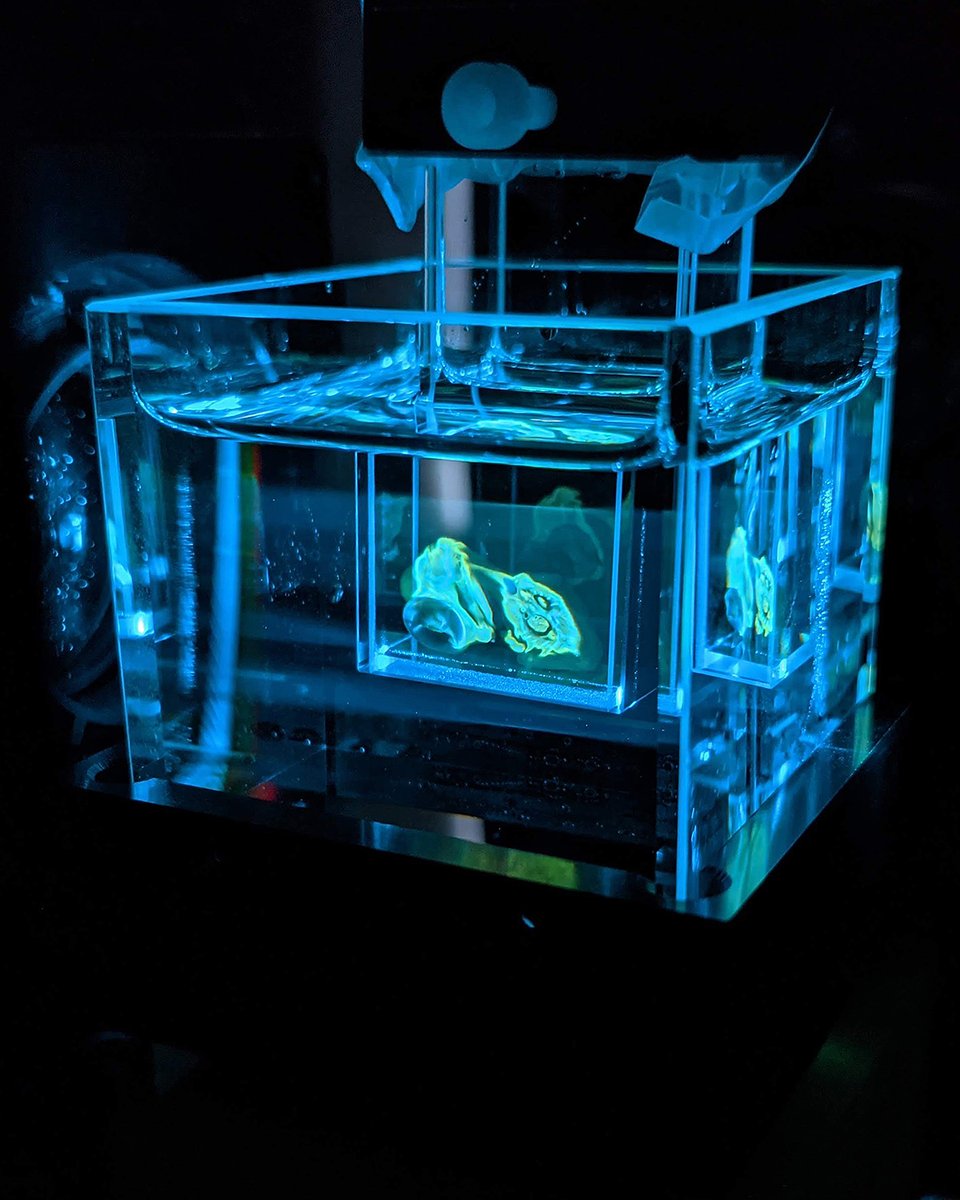ProspectiveInst's tweet photo. Great news: Our adapted mesoSPIM light sheet setup is up & running!
#ProspectiveInst #microscopy #mesoSPIM #lightsheet https://t.co/8eYYPnbQE3