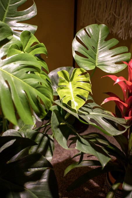 Started speaking positivity to me and my plants ✌🏾☺✌🏾 https://t.co/UQy6Wd4LEi