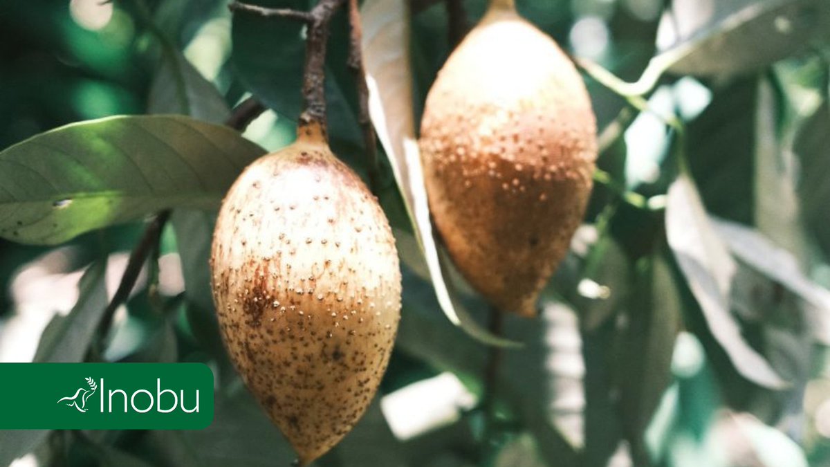 kalekaindonesia's tweet photo. The language of love of a #mother? The hard and unsung work to make sure she can send her #children to school. 

Armala, a nutmeg farmer @KABUPATENFAKFAK depends on #nutmeg to provide their children with the best possible #education, a way to #empowerment and freedom. https://t.co/UFxKPilxSE