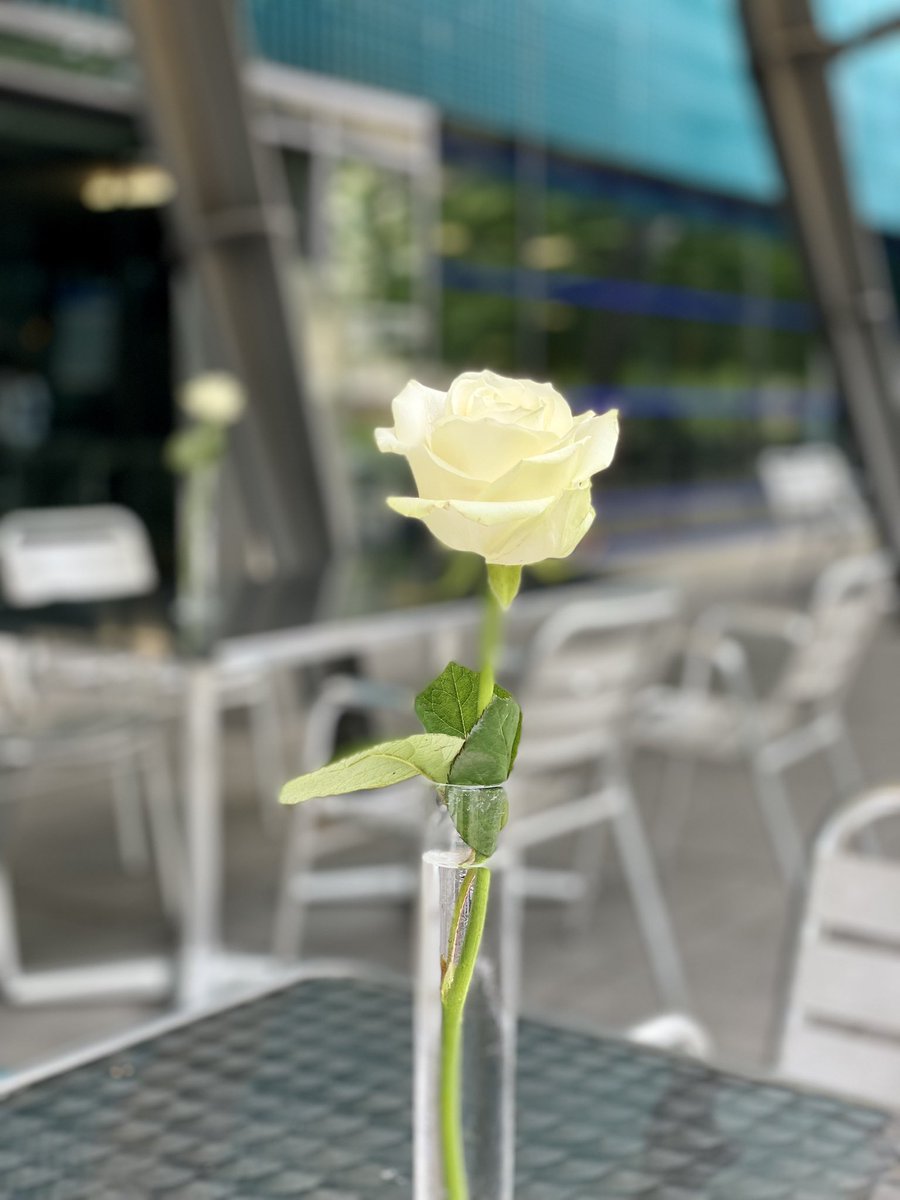 Today, we remember Marwa El-Sherbini with white roses <a href="/mpicbg/">MPI-CBG Dresden</a>. Marwa, the wife of PhD student Elwy <a href="/mpicbg/">MPI-CBG Dresden</a>, was stabbed to death and Elwy got injured at an appeal hearing in the Court. It’s the 12th anniversary of her death. Our thoughts are with her family. #marwaelsherbini