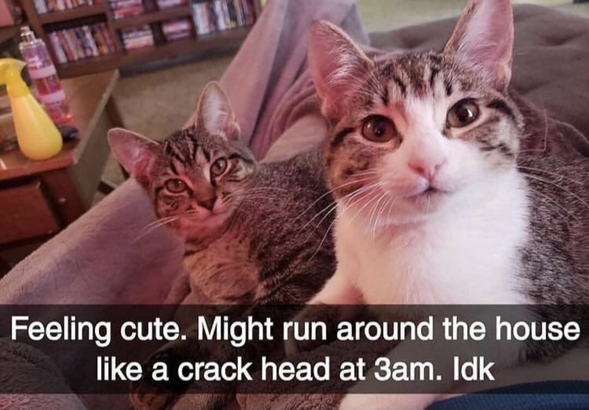 dcd728's tweet photo. If you have a #kitty in your #house you definitely #understand #crazy #middleofnight https://t.co/2GMvBHyjiD