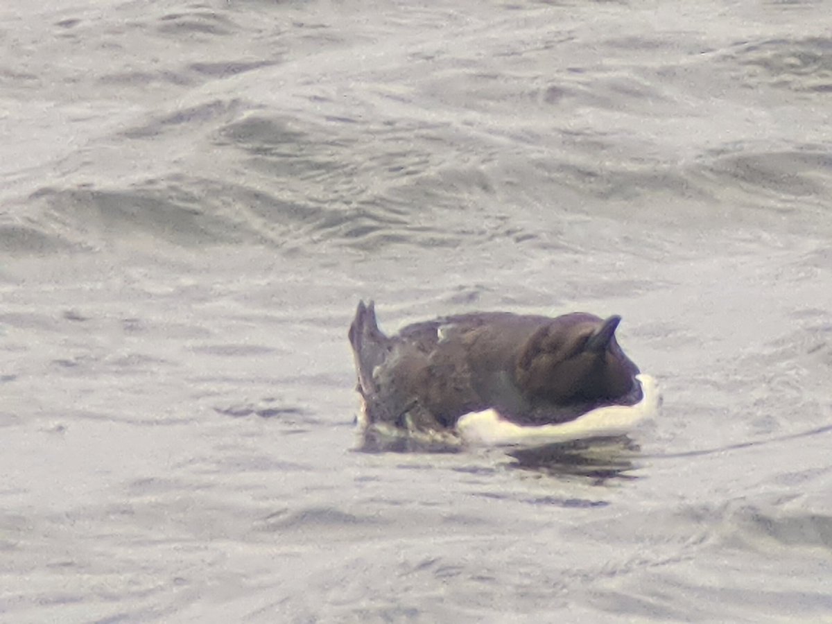 bobhogrunner's tweet photo. @teesbirds1 @teeswildlife @teesmouthbc @nybirdnews @Natures_Voice Quiet at S Gare, cold wind out of the NNW. Stills of #Yellowshell? #Eider,#Stonechat and #Guillemot. https://t.co/9onjnHUpnq
